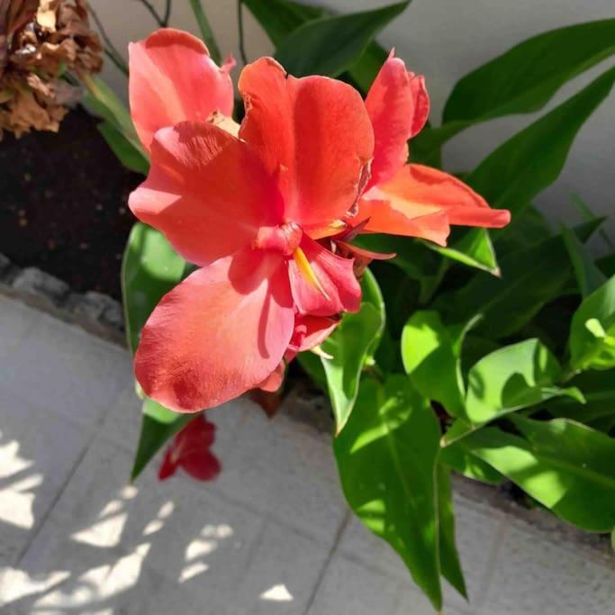 Paradise House - Apartment In Villa With Private Pool And Private Garden Aldeia do Mato  المظهر الخارجي الصورة